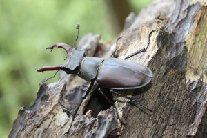 Stag beetle