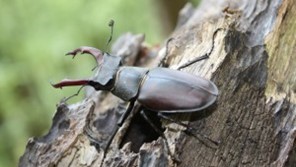 Stag beetle